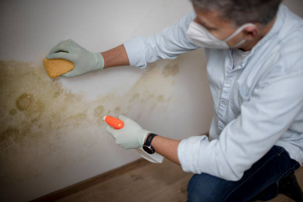 Best Affordable Mold Removal  in Oak Trail Shores, TX