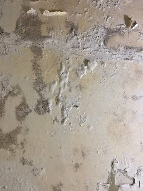 Trusted Oak Trail Shores, TX Mold Removal Experts