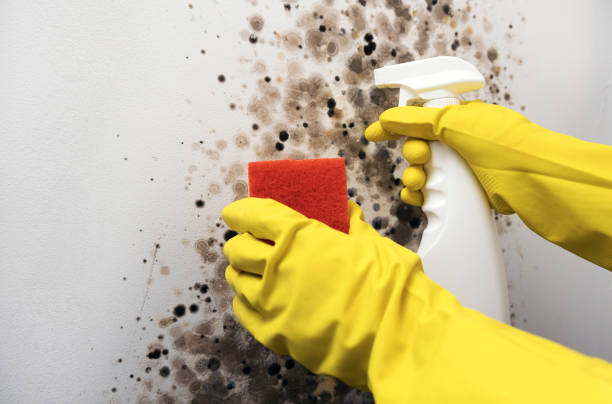 Best Commercial Mold Removal  in Oak Trail Shores, TX