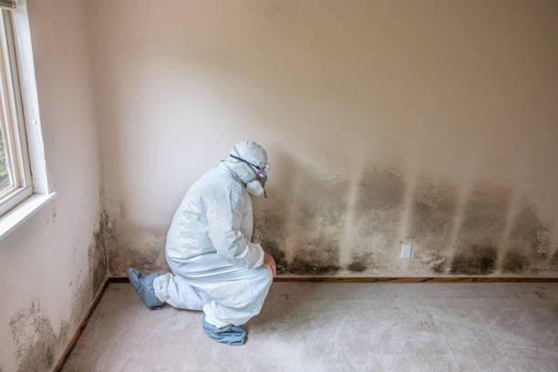 Best Mold Cleaning Services  in Oak Trail Shores, TX