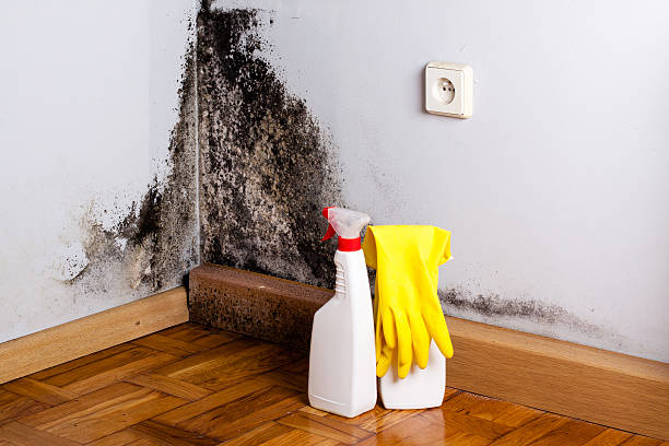 Best Office Mold Removal Services  in Oak Trail Shores, TX